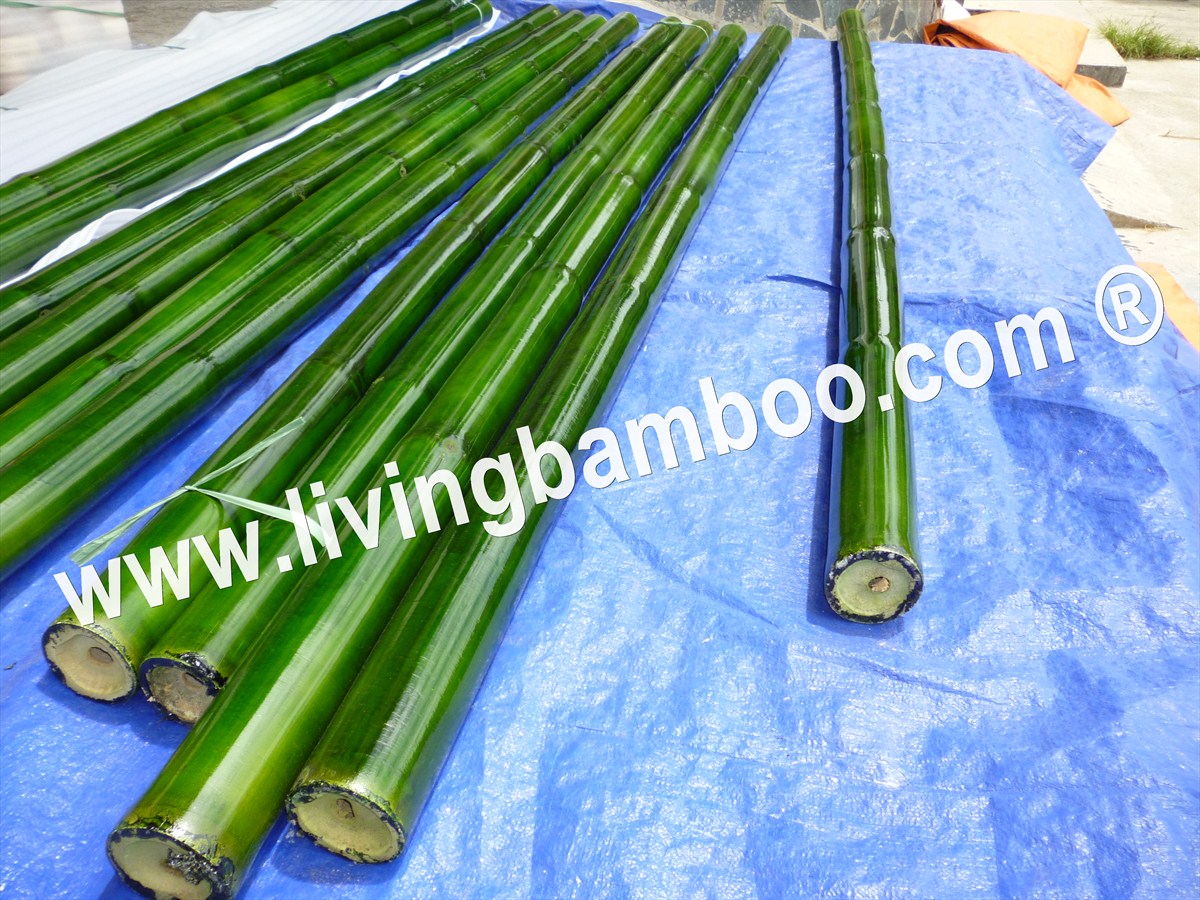 PAINTED MANH TONG BAMBOO 
